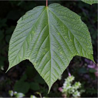 Striped Maple leaf