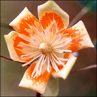 Tulip Tree flower