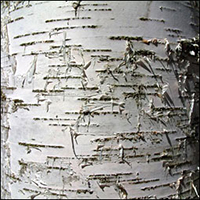 White Birch bark