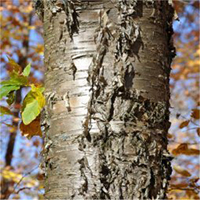 Yellow Birch bark