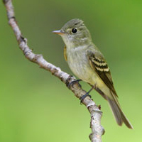 A photograph of a Acadian Flycatcher