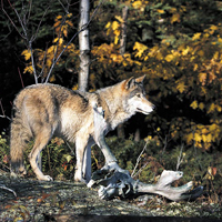 loup-algonquin