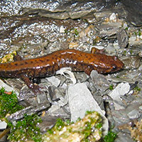 A photograph of a Allegheny Mountain Dusky Salamander
