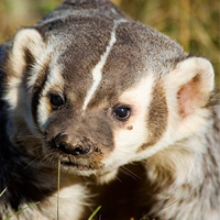 A photograph of a American Badger (Northwestern Ontario population)