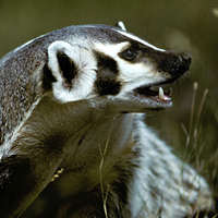 A photograph of a American Badger (Southwestern Ontario population)