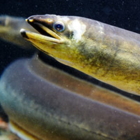 A photograph of a American Eel