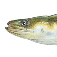 american eel