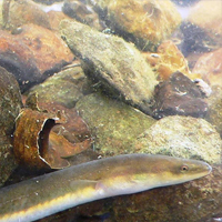 american eel