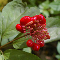 A photograph of a American Ginseng