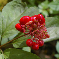 Ginseng à cinq folioles