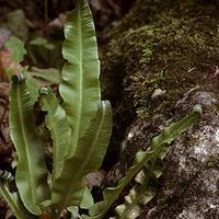 A photograph of a American Hart’s Tongue Fern