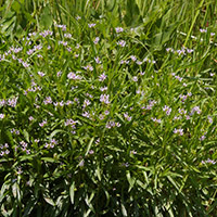 A photograph of a American Water-willow