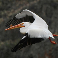 A photograph of a American White Pelican