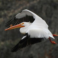 american white pelican