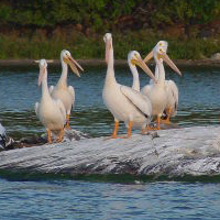 american white pelican