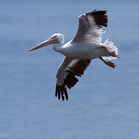 american white pelican