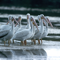 american white pelican