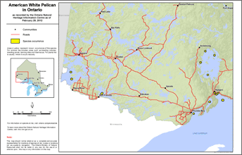 map of american white pelican range