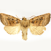 aweme borer moth