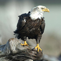 bald eagle