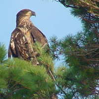A photograph of a Bald Eagle
