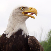 bald eagle