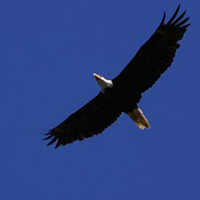 bald eagle