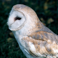 A photograph of a Barn Owl