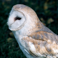 barn owl