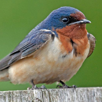 A photograph of a Barn Swallow