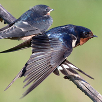 barn swallow