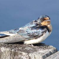 barn swallow