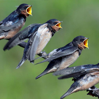 barn swallow