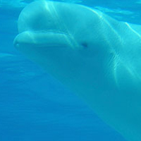 A photograph of a Beluga