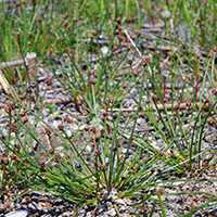 A photograph of a Bent Spike-rush