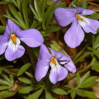 A photograph of a Bird's-foot Violet