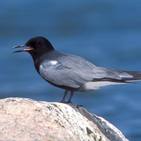 A photograph of a Black Tern