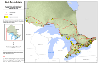 map of black tern range