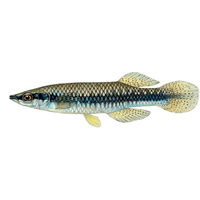 A photograph of a Blackstripe Topminnow