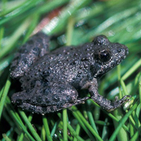 A photograph of a Blanchard's Cricket Frog (Northern Cricket Frog)