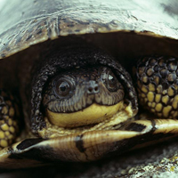 A photograph of a Blanding's Turtle