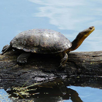 blandings turtle