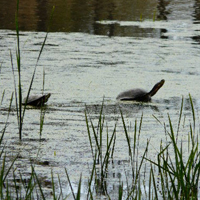 blandings turtle