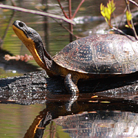 blandings turtle