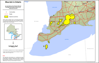 Blue Ash Species At Risk Ontario Ca   Blue Ash Map 