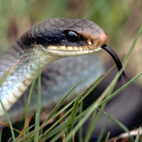 A photograph of a Blue Racer