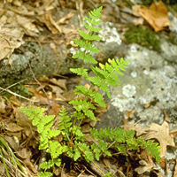 A photograph of a Blunt-lobed Woodsia