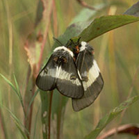 A photograph of a Bogbean Buckmoth