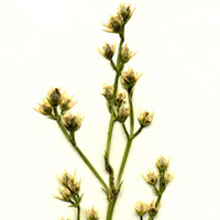 A photograph of a Branched Bartonia