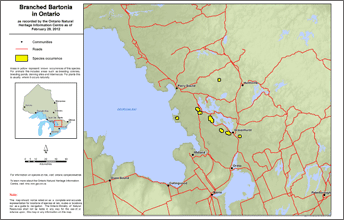 map of branched bartonia range